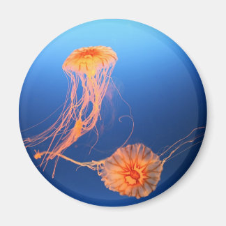 Imán Flotando juntos