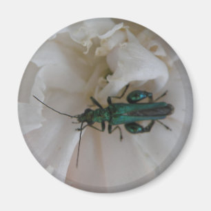 Imán Flower Beetle Magnet