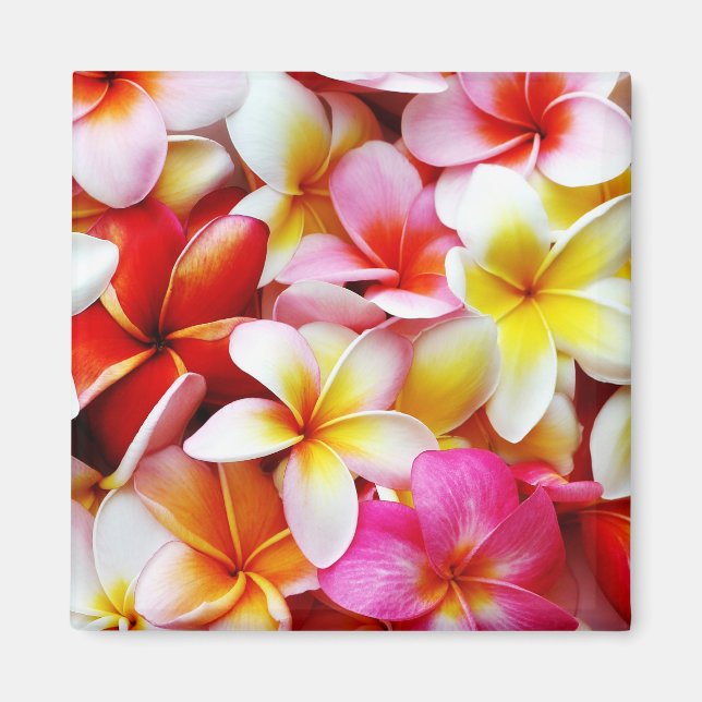 Imán Flower Hawaii Personalizada Plumeria Frangipani (Frente)