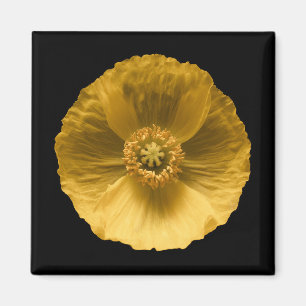 Imán Flowers Yellow Poppy