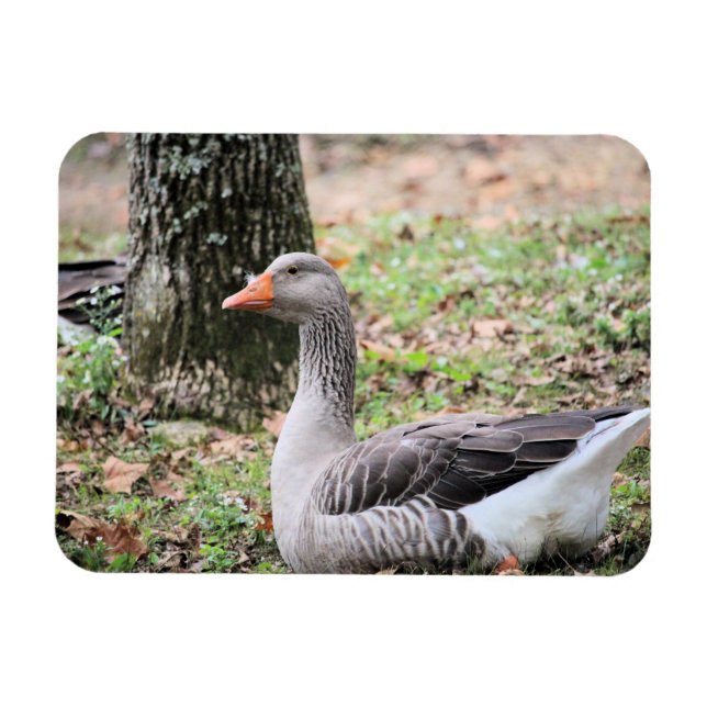 Imán Fluctuación (Horizontal)