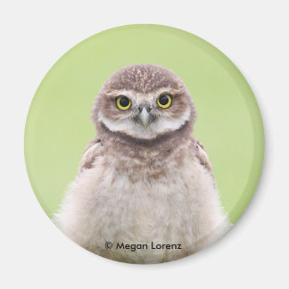 Imán Fluffy Owlet