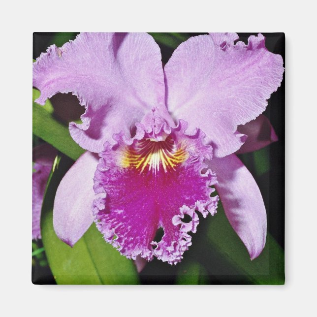Imán Flujo de orquídea, cattleya trianae (b c michaelan (Frente)