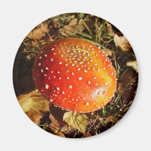 Imán Fly Agaric Mushroom Magnet
