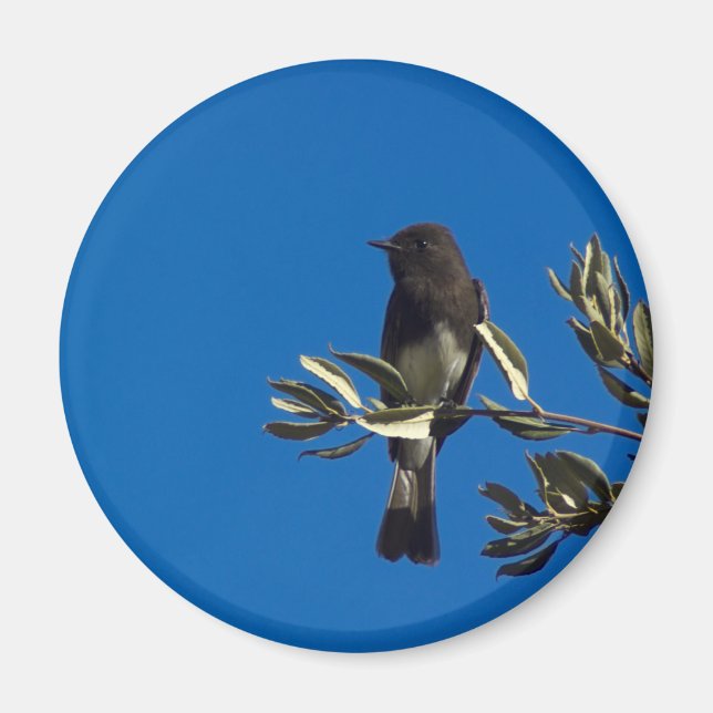 Imán Fly Catcher (Frente)