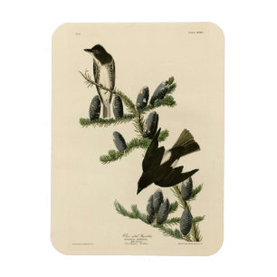 Imán Flycatcher oncoso, las aves de América de Audubon
