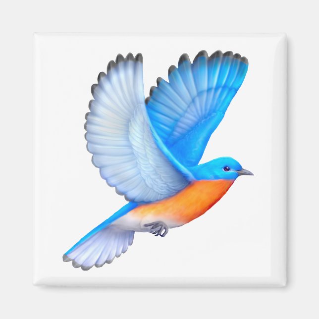 Imán Flying Eastern Bluebird Magnet (Frente)