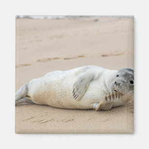 Imán Foca Adorable Posando en una Playa