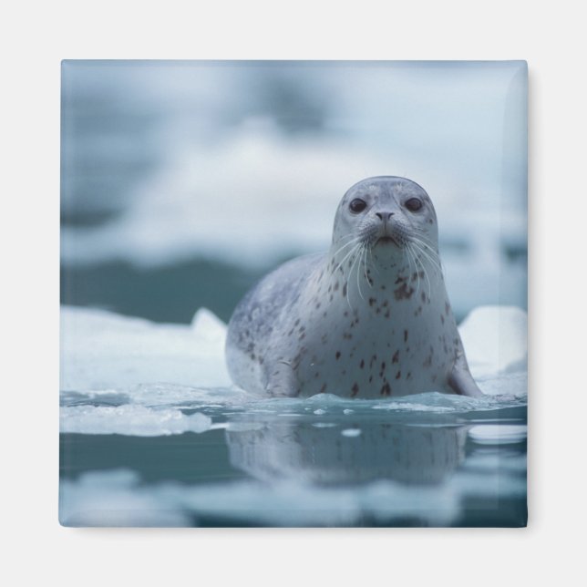 Imán foca común del pacífico, Phoca vitulina richardsi (Frente)