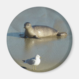 Imán Foca común en La Jolla California