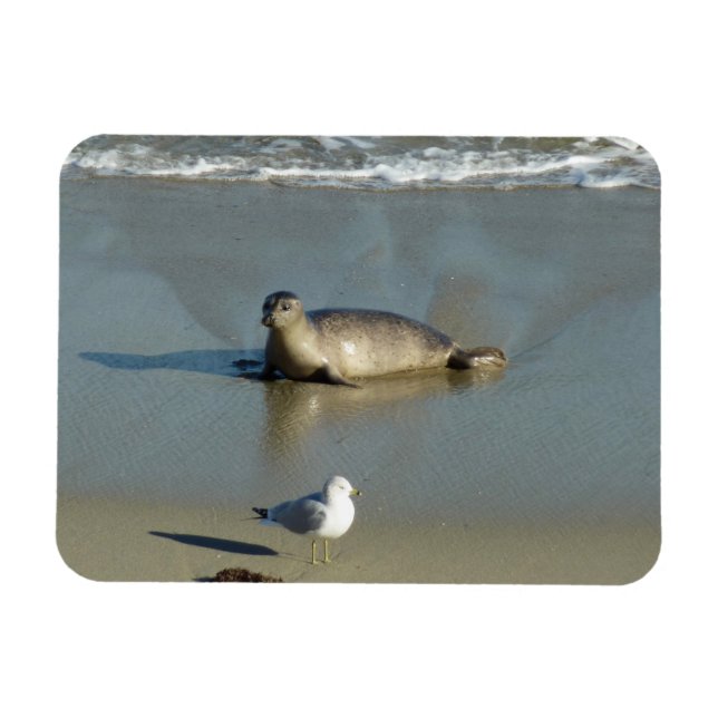 Imán Foca común en La Jolla California (Horizontal)