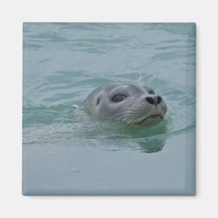 Imán Foca común nadando en el lago glacial Jokulsarlon