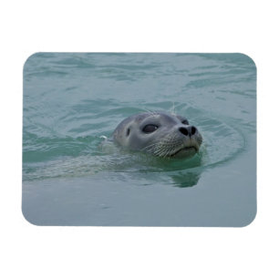 Imán Foca común nadando en el lago glacial Jokulsarlon