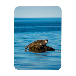 Imán Foca de puerto Atlántico
