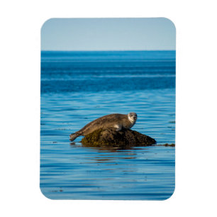 Imán Foca de puerto Atlántico