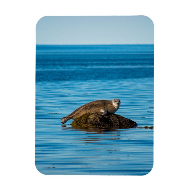 Imán Foca de puerto Atlántico (Vertical)