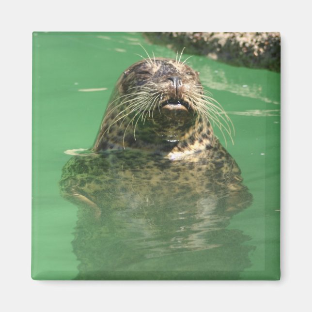 Imán foca manchada (Frente)