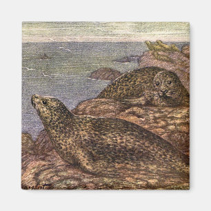 Imán Focas de Puerto, Animales Marinos de la Vida Marin