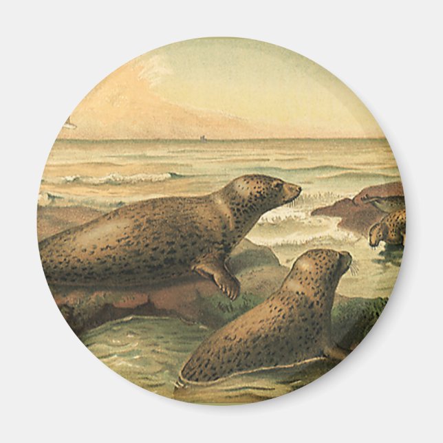 Imán Focas leopardo antiguas junto al océano, animales  (Frente)