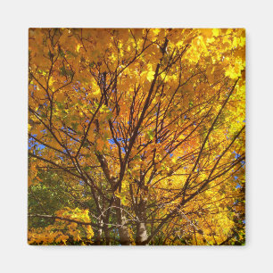 Imán Foliage de caída amarilla