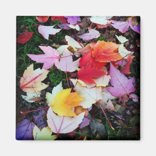 Imán Foliage de otoño