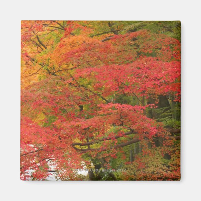 Imán Foliage del otoño japonés (Frente)