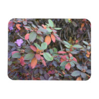Foliage otoñal deja fotografía en árboles naturale