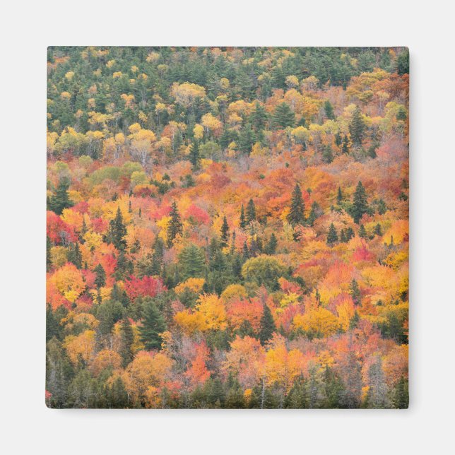 Imán Follaje de otoño | Península de Keweenaw, Michigan (Frente)