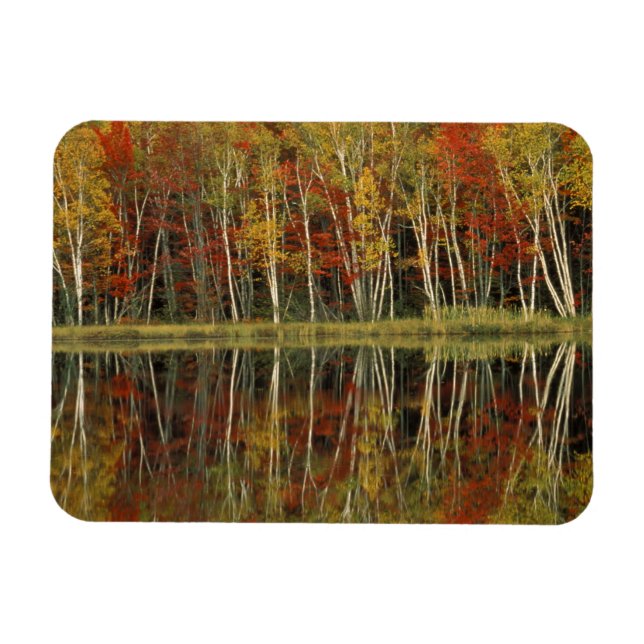 Imán Follaje de otoño y reflejos de abedul; Hiawatha (Horizontal)