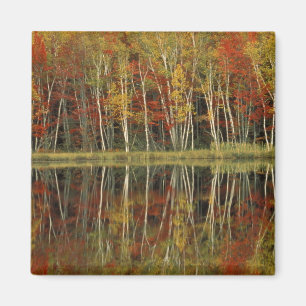 Imán Follaje de otoño y reflejos de abedul; Hiawatha