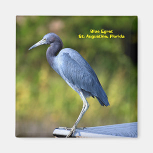 Imán Fondo Azul Egret 