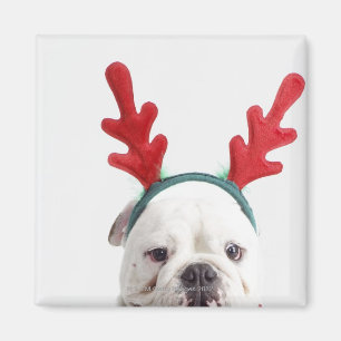 Imán fondo blanco, bulldog masculino blanco, rojo