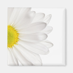 Imán Fondo de la flor de margarita blanca Daisies perso