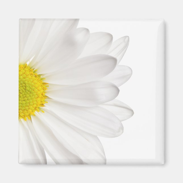 Imán Fondo de la flor de margarita blanca Daisies perso (Frente)