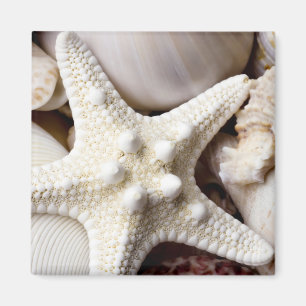 Imán Fondo de las estrellas de mar de Shell del mar -