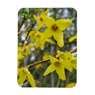 Imán Forsythia en primavera