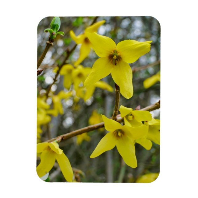 Imán Forsythia en primavera (Vertical)