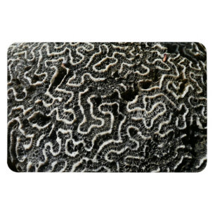Imán Foto abstracta de la naturaleza Coral negro y blan