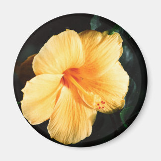 Imán Foto amarilla de Hibiscus