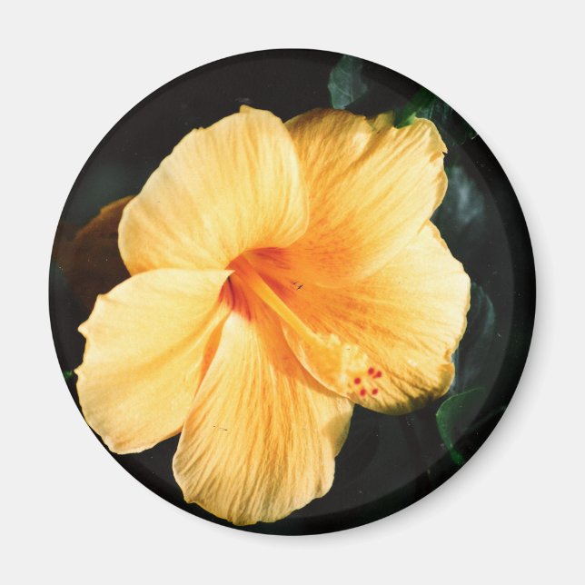 Imán Foto amarilla de Hibiscus (Frente)
