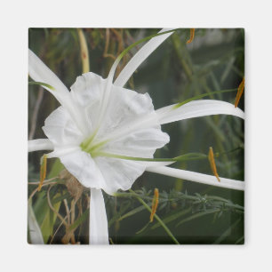 Imán Foto blanca de la flor de los lirios del lirio de