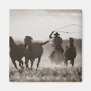 Imán Foto blanco y negro de los caballos de un Lassoing