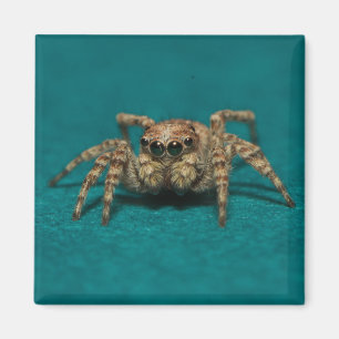 Imán Foto Cute Jumping Spider