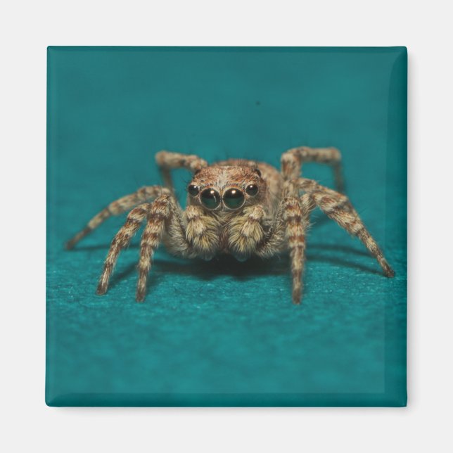 Imán Foto Cute Jumping Spider (Frente)
