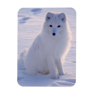 Imán Foto de Arctic Winter Fox diseñada