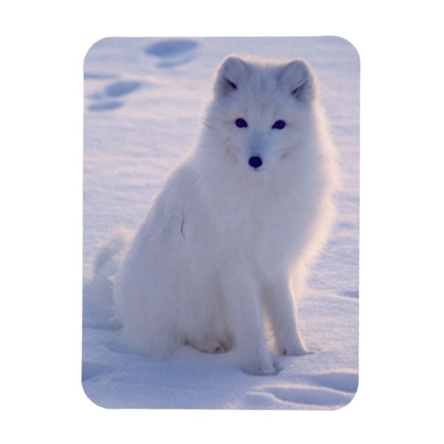 Imán Foto de Arctic Winter Fox diseñada (Vertical)