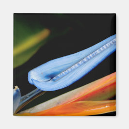 Imán Foto de Ave del Paraíso