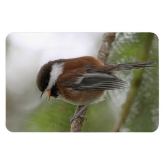 Imán Foto de Baby Chickadee