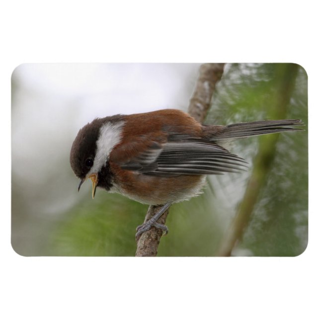 Imán Foto de Baby Chickadee (Horizontal)