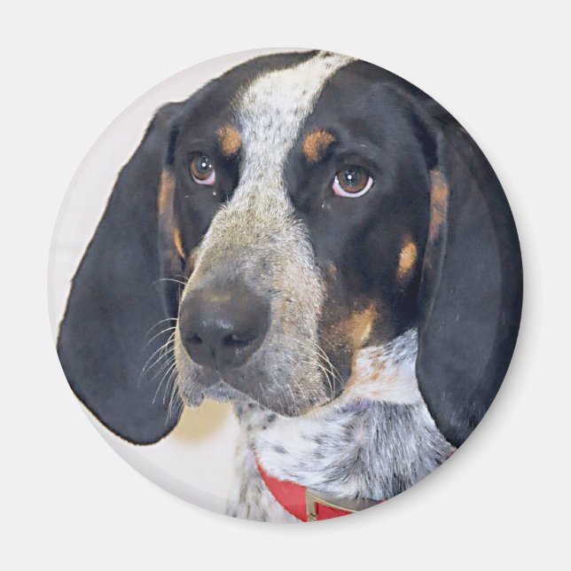 Imán Foto de Bluetick Coonhound (Frente)